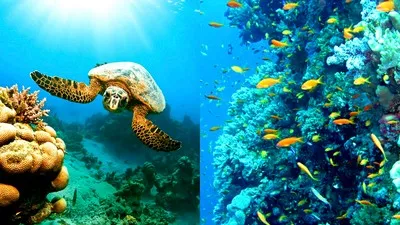 Piękno Morza Czerwonego w kurorcie Marsa Alam