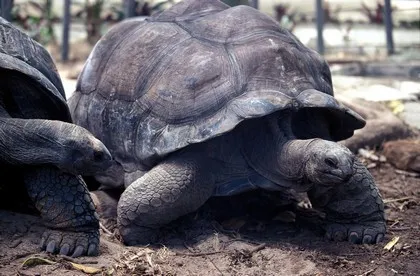 Olbrzymie żółwie aldabrańskie na Seszelach