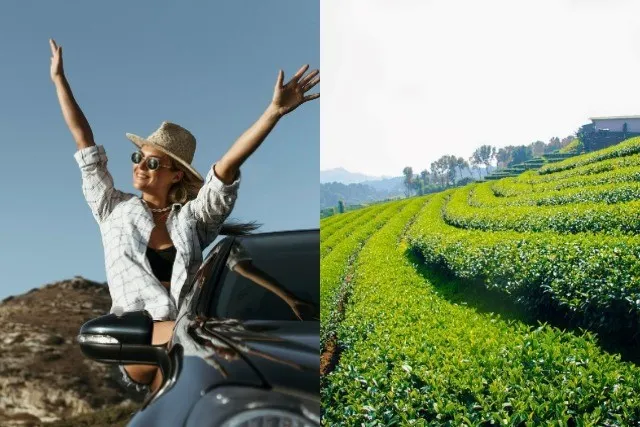Zabawna wycieczka na plantacje herbaty